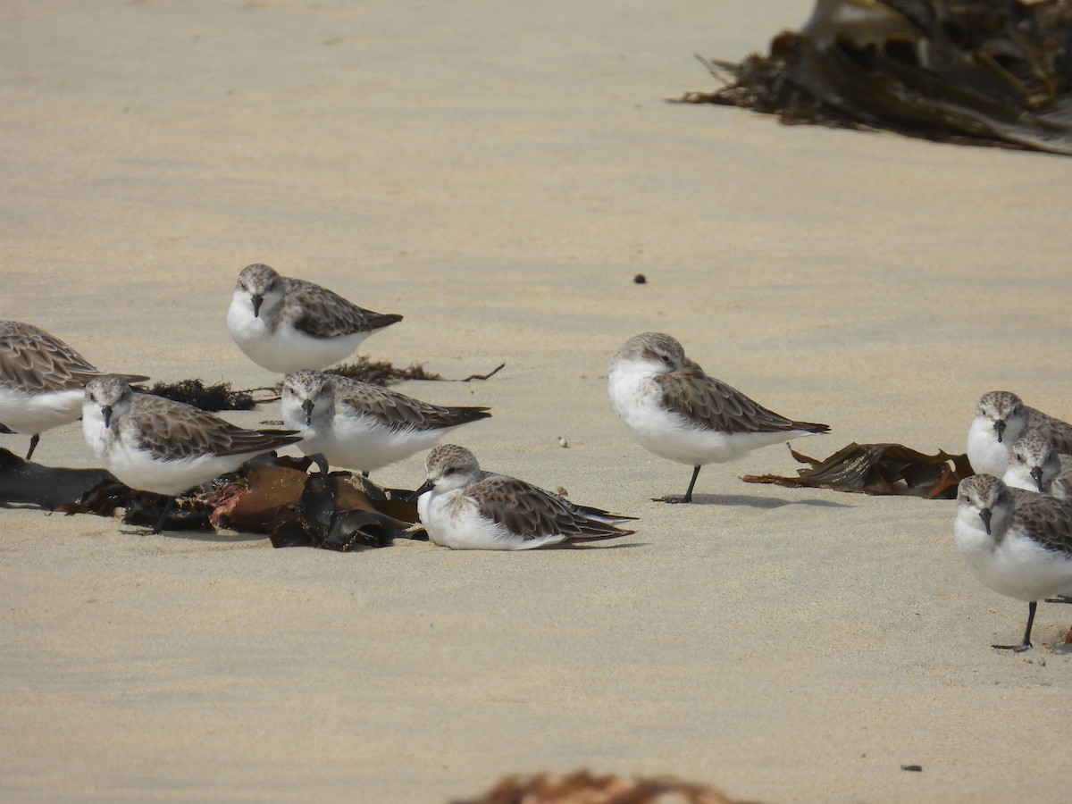 Rotkehl-Strandläufer - ML626741219