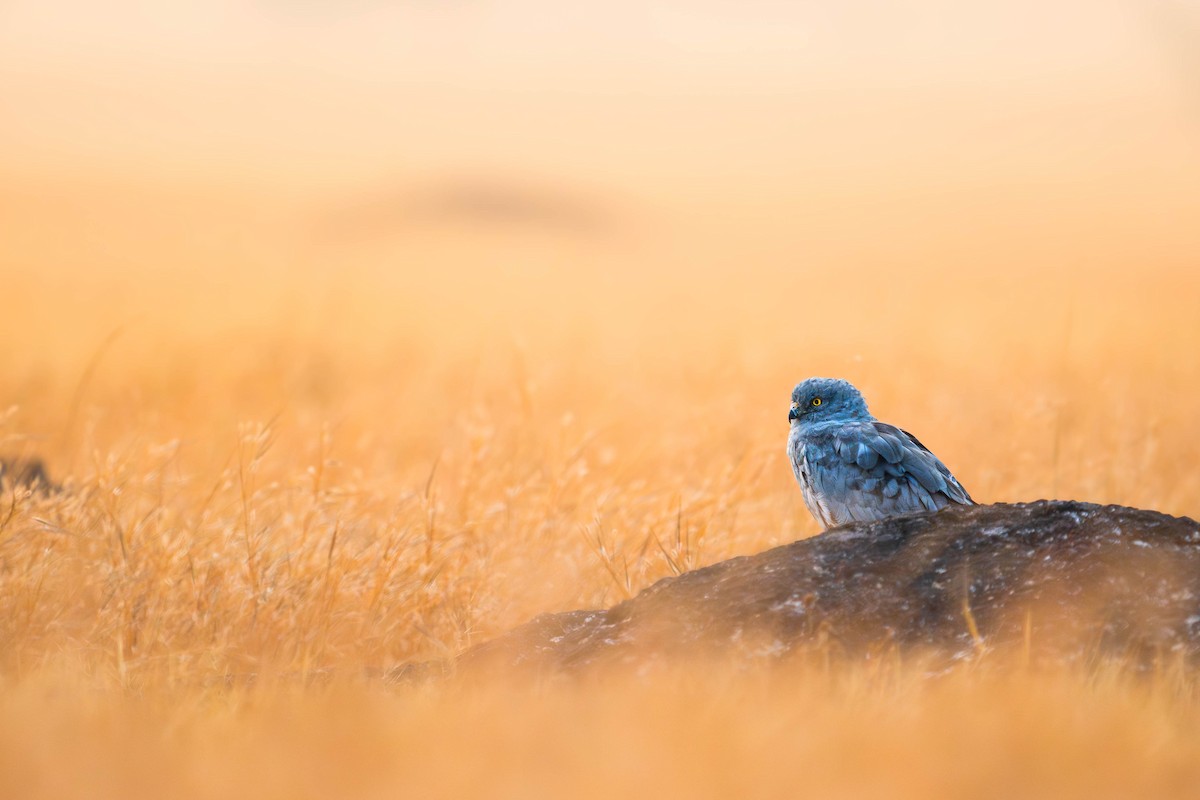 Montagu's Harrier - ML626741281