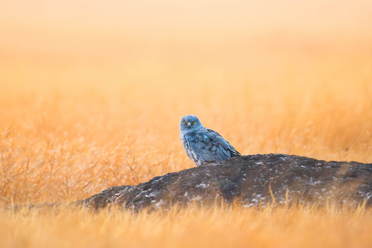 Montagu's Harrier - ML626741282
