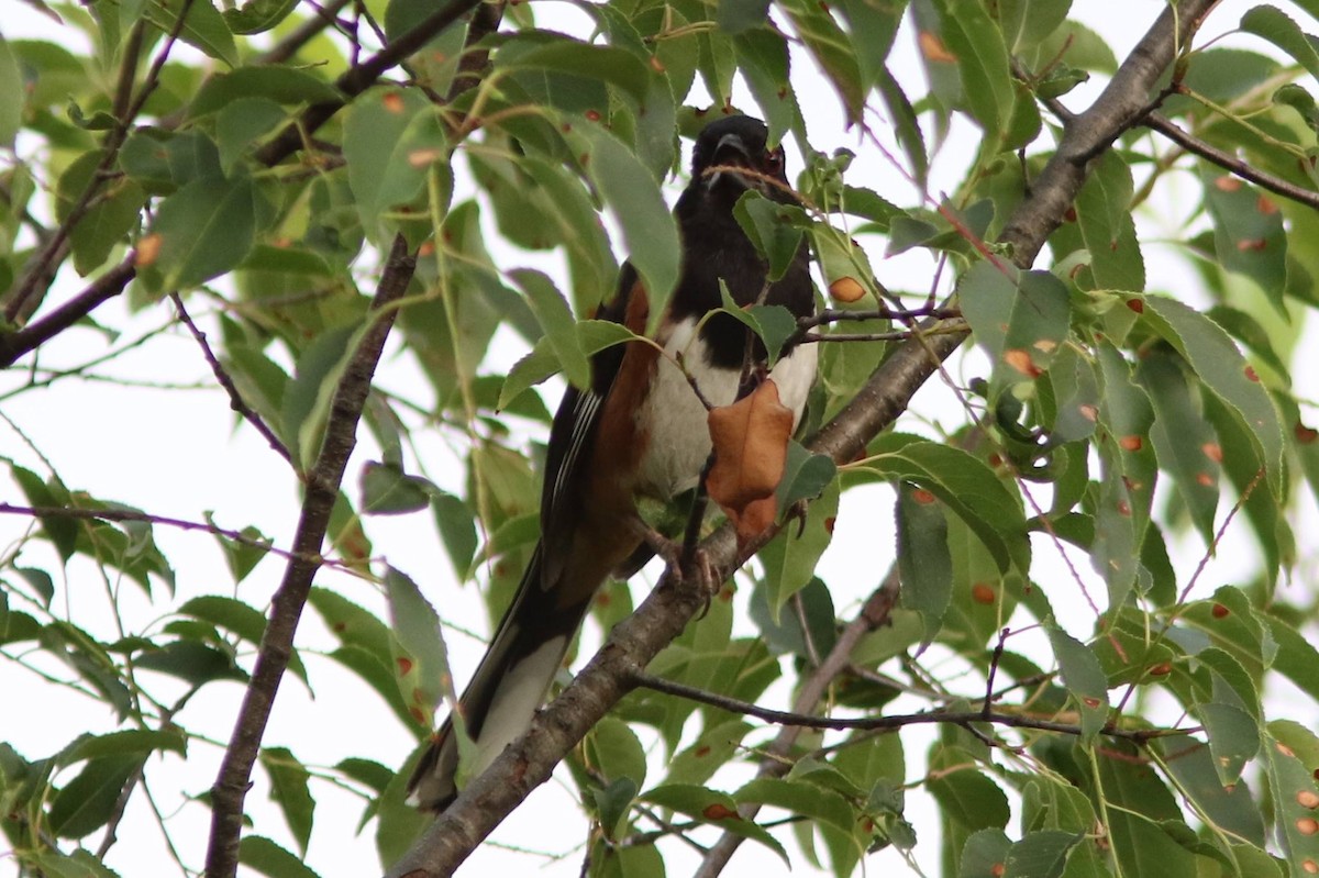 Eastern Towhee - ML62674131