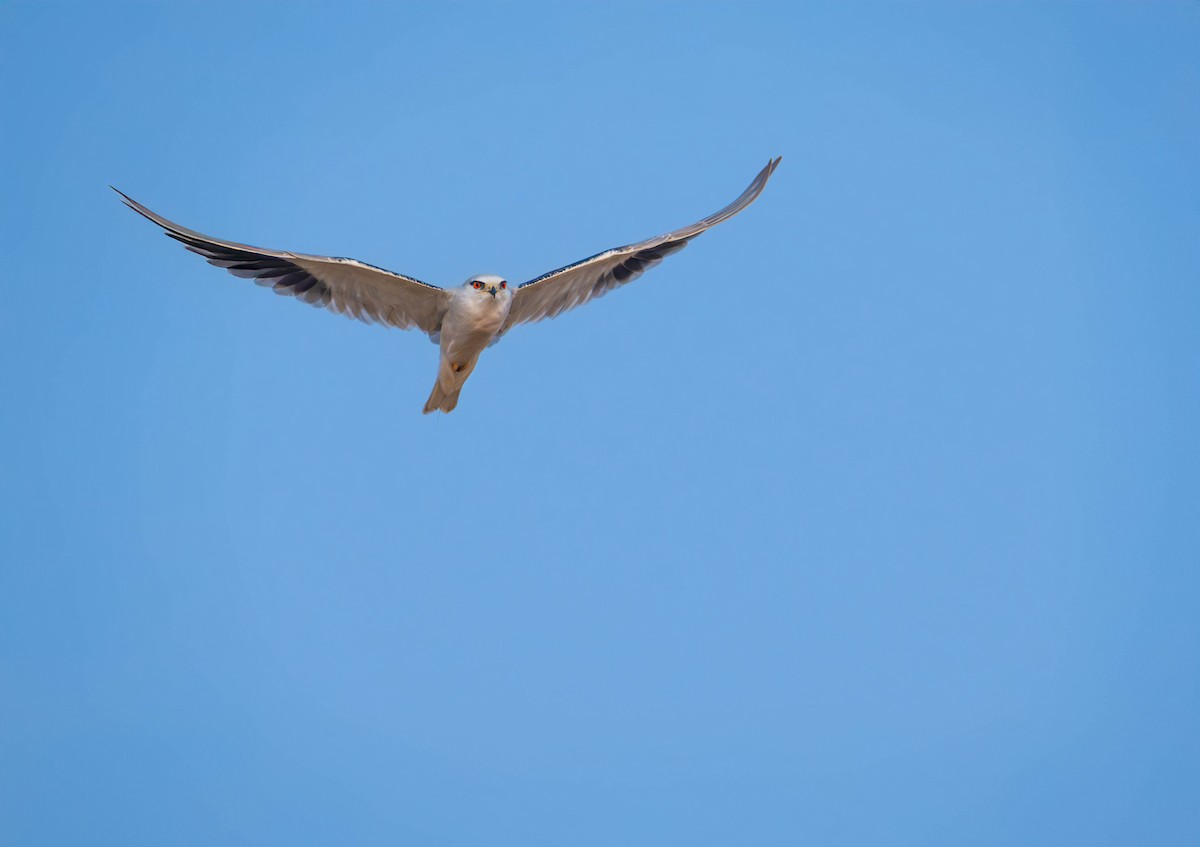 Black-winged Kite - ML626741323