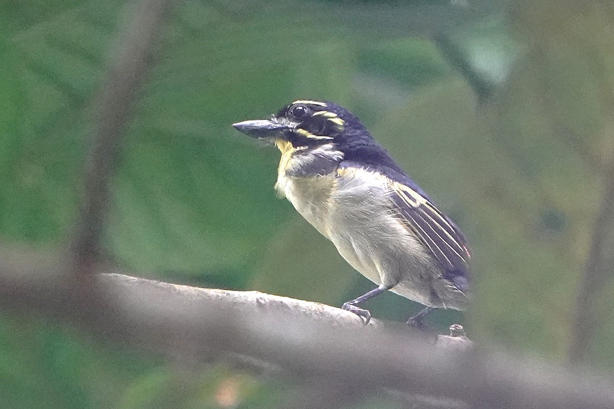 Red-rumped Tinkerbird - ML626741349