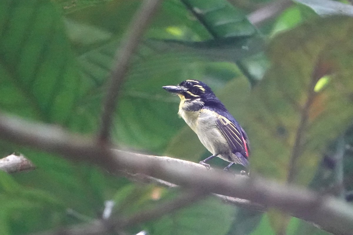 Red-rumped Tinkerbird - ML626741350