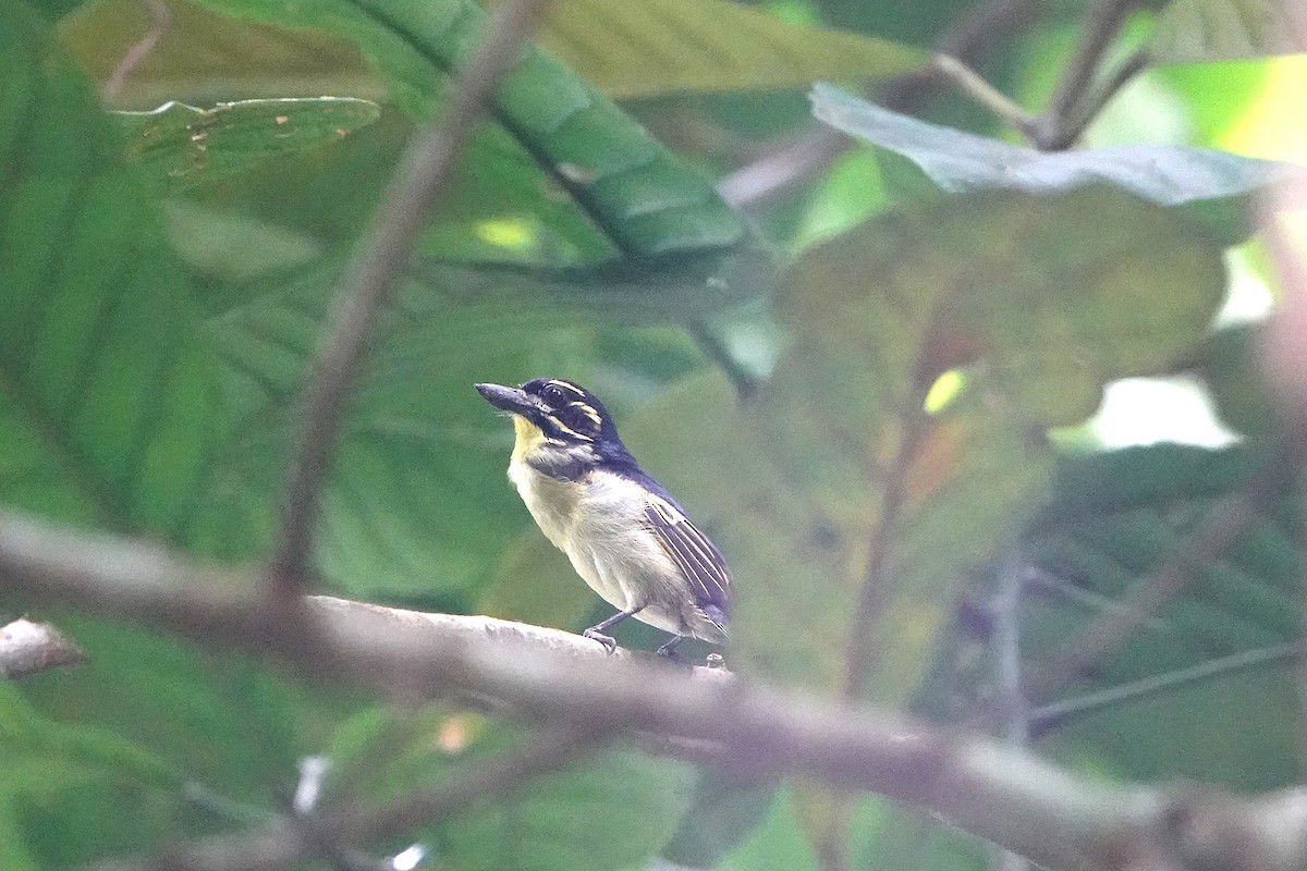 Red-rumped Tinkerbird - ML626741351