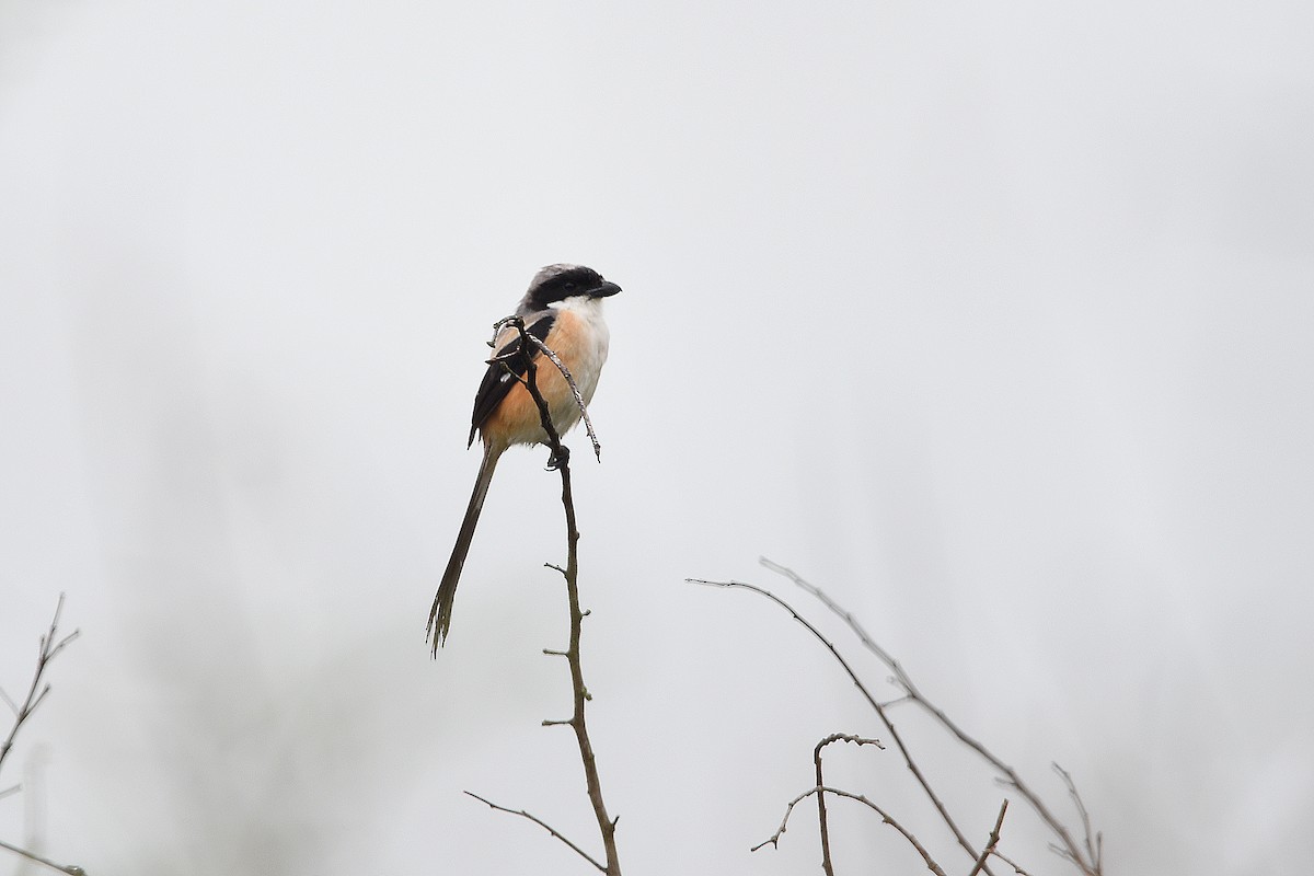 Long-tailed Shrike (bentet) - ML626741530