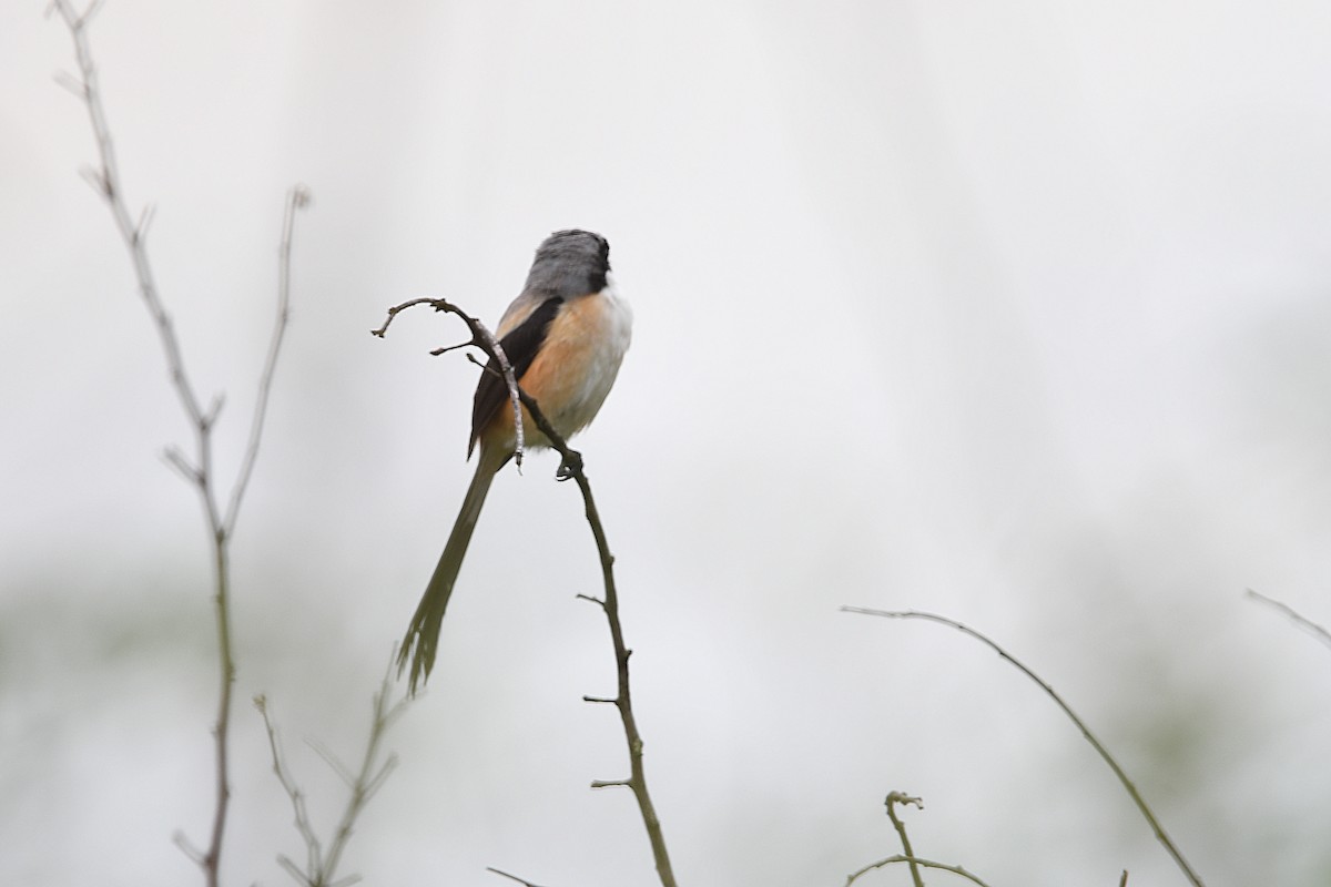 Long-tailed Shrike (bentet) - ML626741531