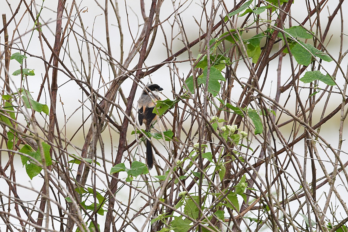 Long-tailed Shrike (bentet) - ML626741532