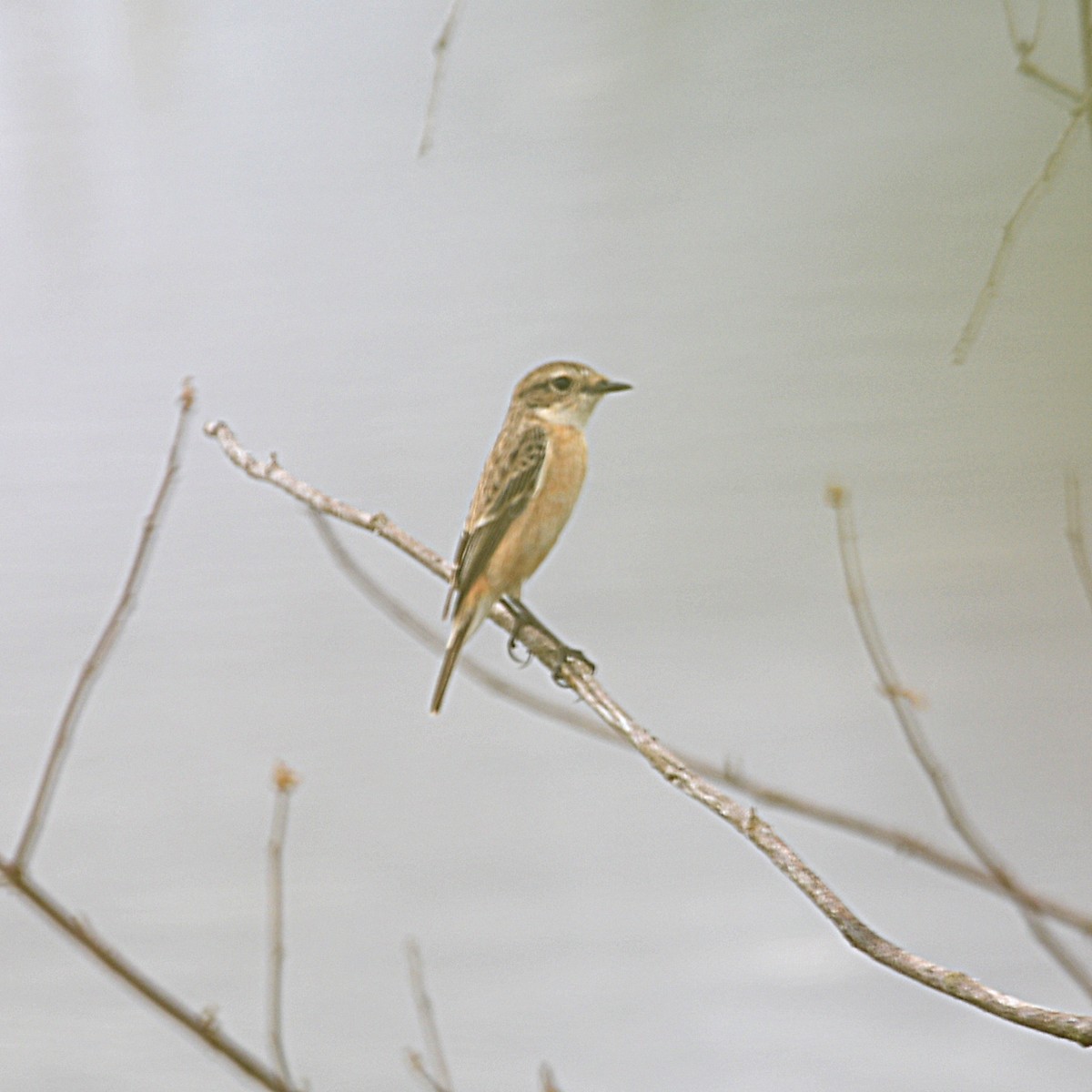 Siberian/Amur Stonechat - ML626741537