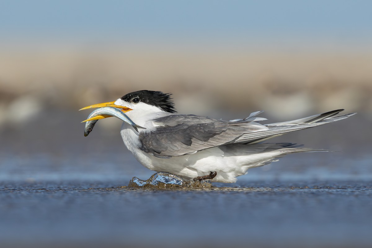 Great Crested Tern - ML626741551