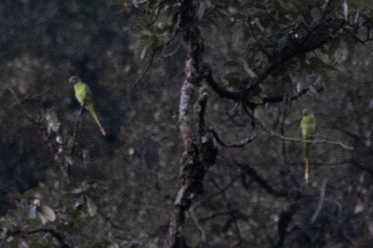 Slaty-headed Parakeet - ML626741651