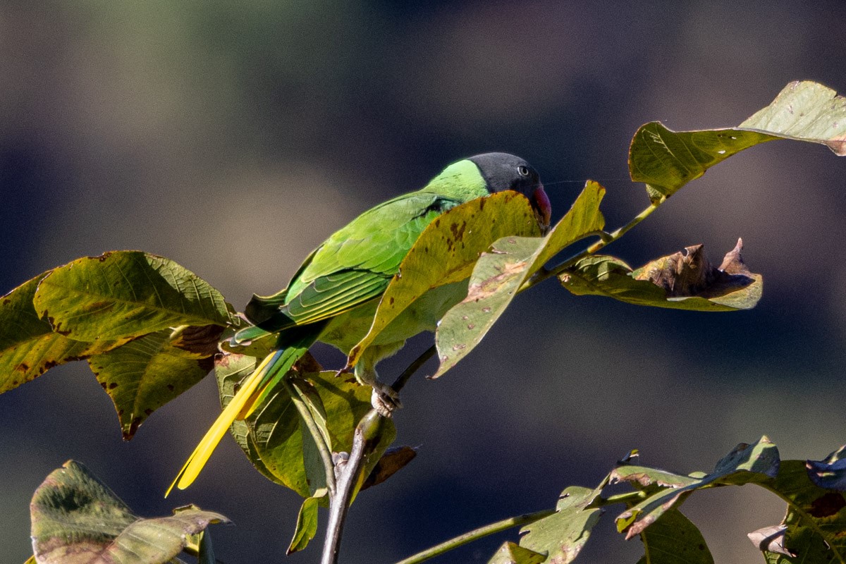 Slaty-headed Parakeet - ML626741652