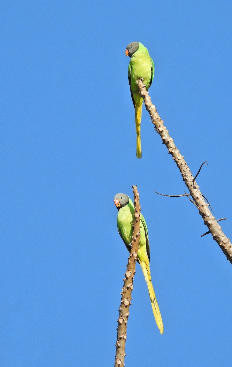 Slaty-headed Parakeet - ML626741712