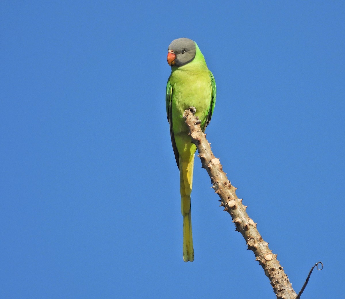 Slaty-headed Parakeet - ML626741713