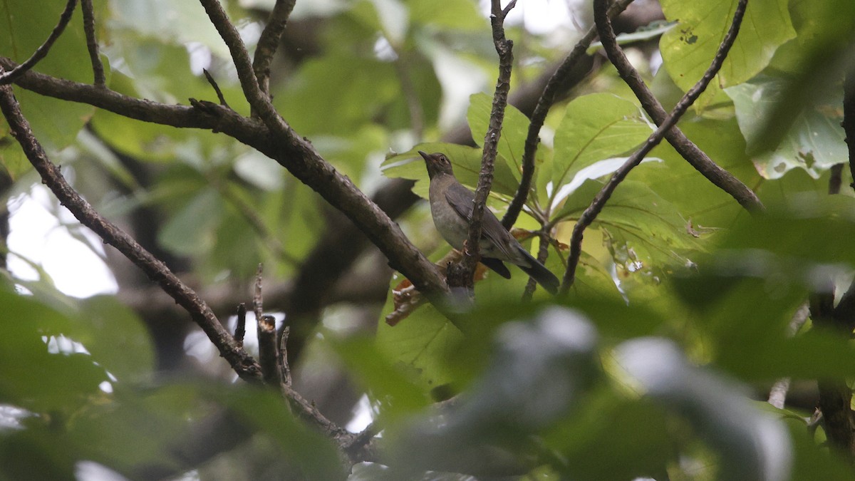 Indian Blackbird (Black-capped) - ML626742048