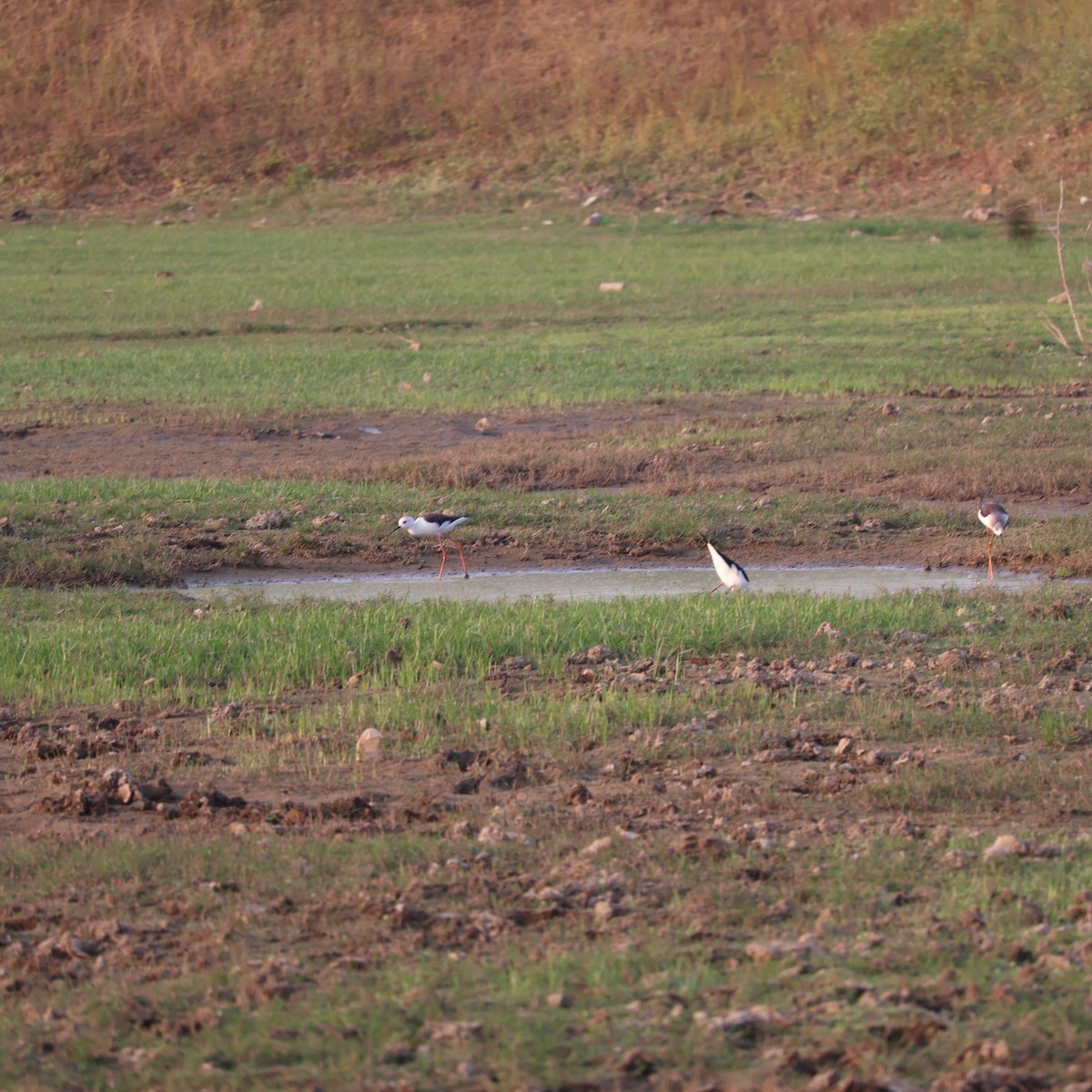 Black-winged Stilt - ML626742050