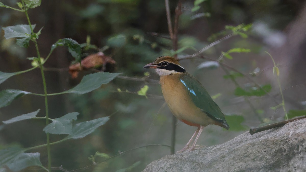 Indian Pitta - ML626742067