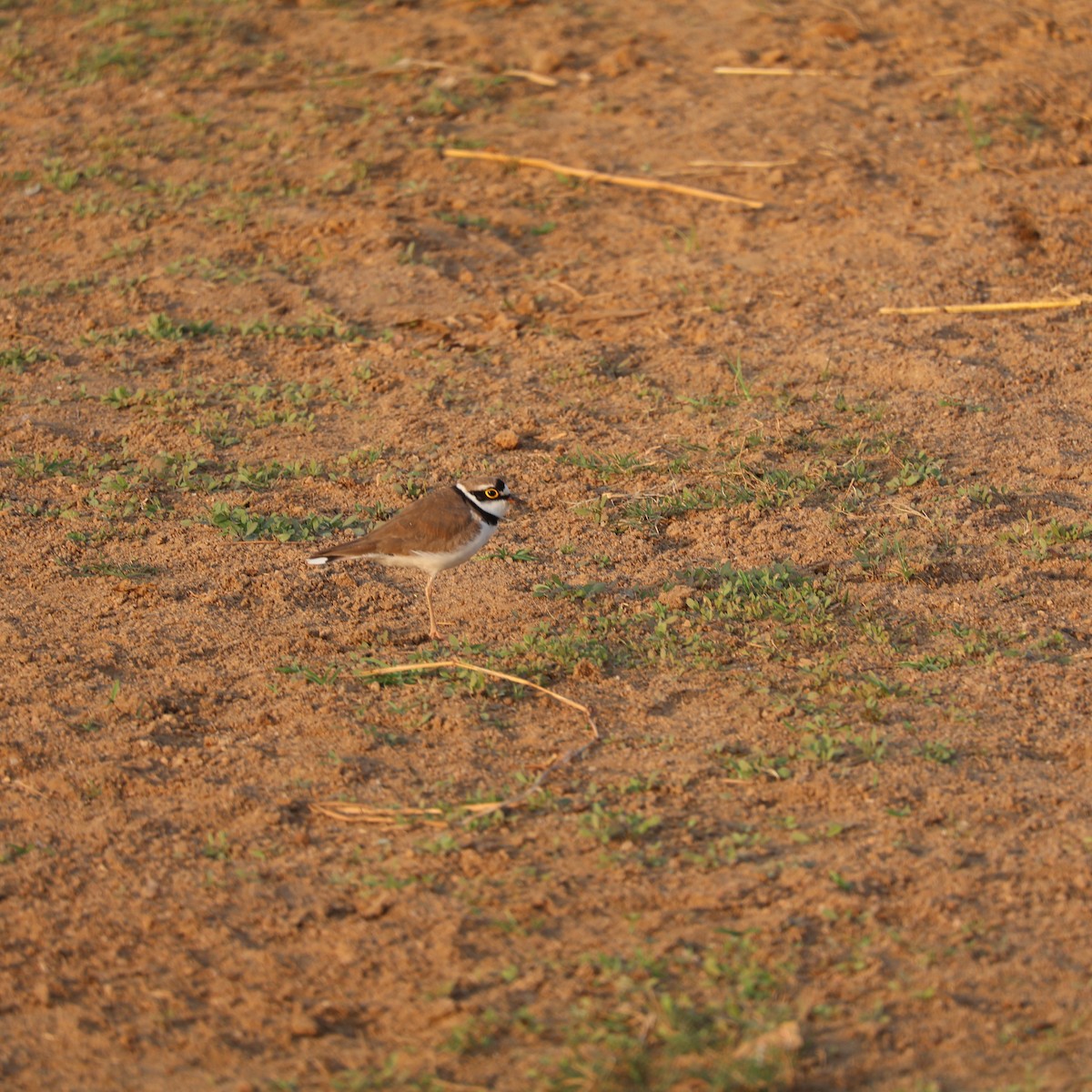 Little Ringed Plover - ML626742080
