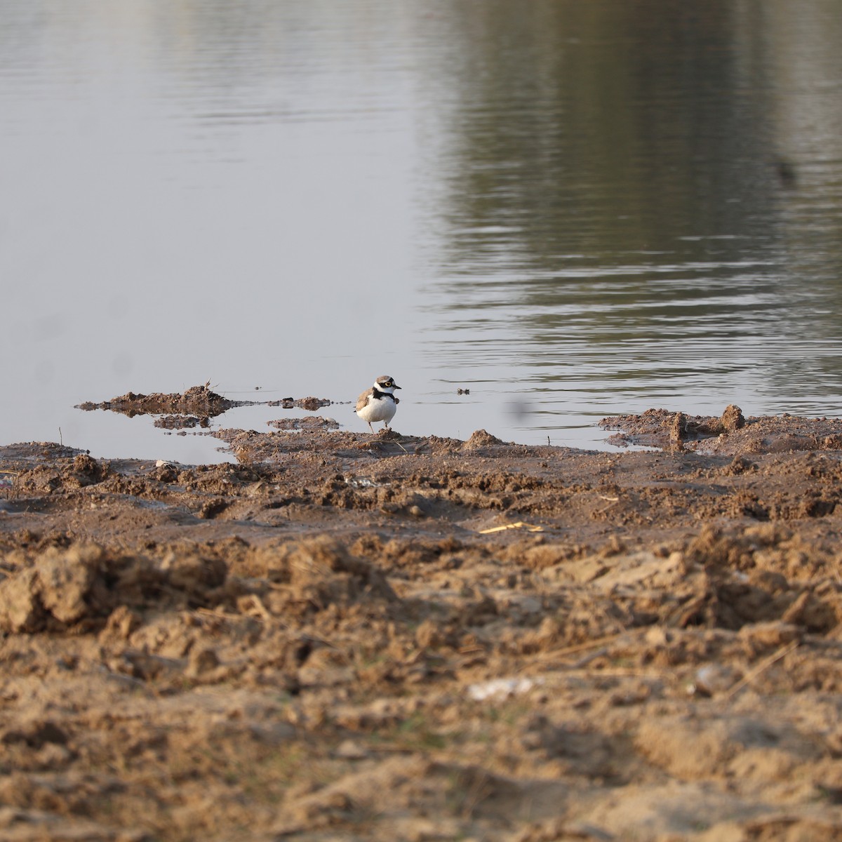 Little Ringed Plover - ML626742082