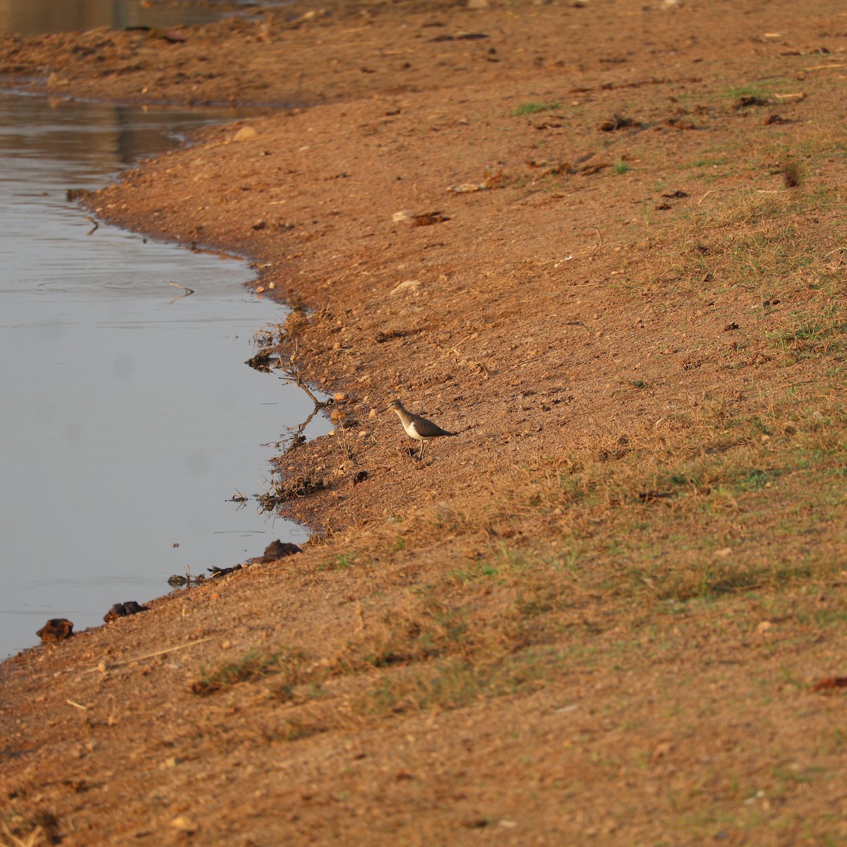 Common Sandpiper - ML626742099