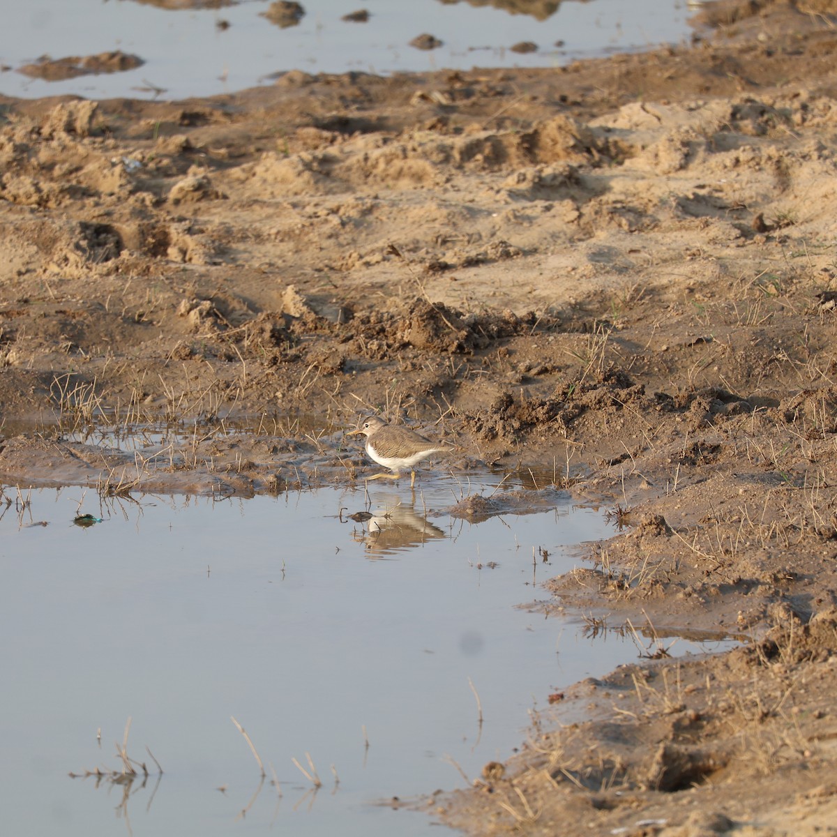 Temminck's Stint - ML626742102
