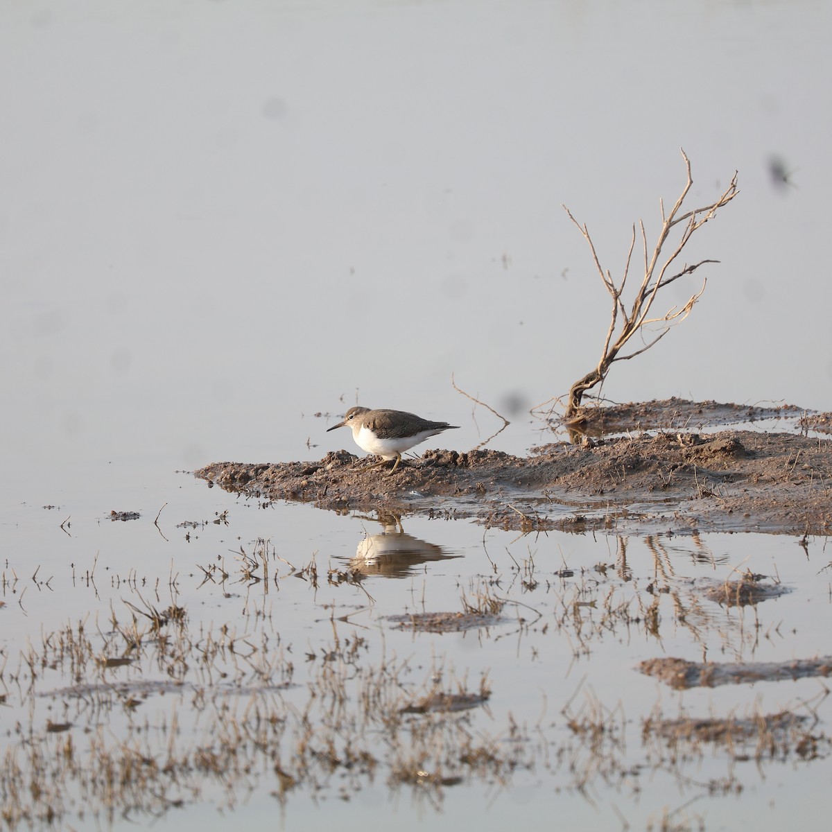 Temminck's Stint - ML626742108