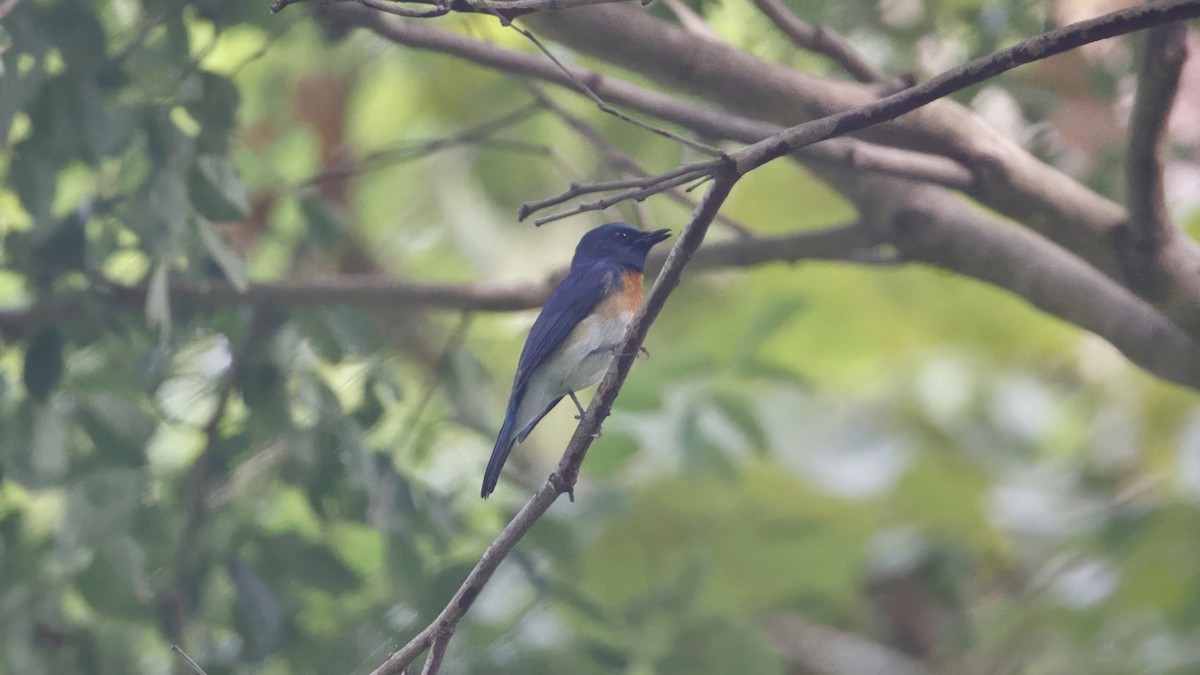 Blue-throated Flycatcher - ML626742118