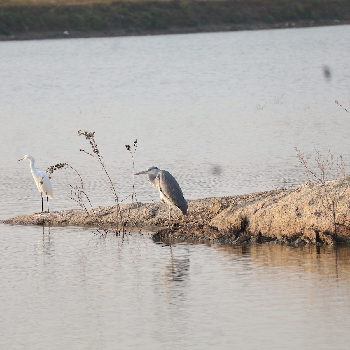 Gray Heron - ML626742122