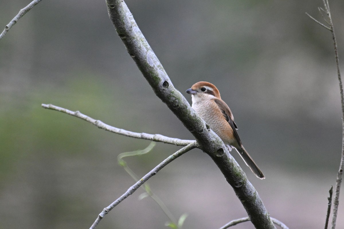 Bull-headed Shrike - ML626742129