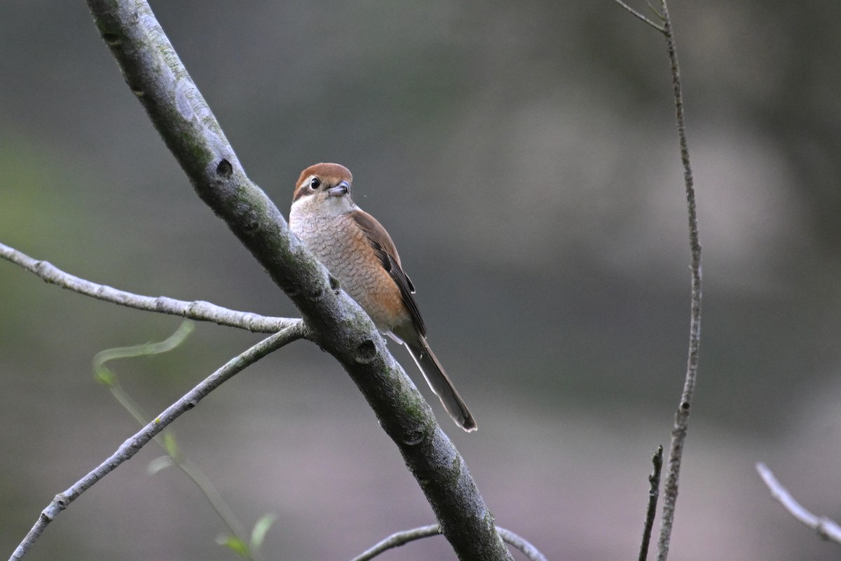 Bull-headed Shrike - ML626742130