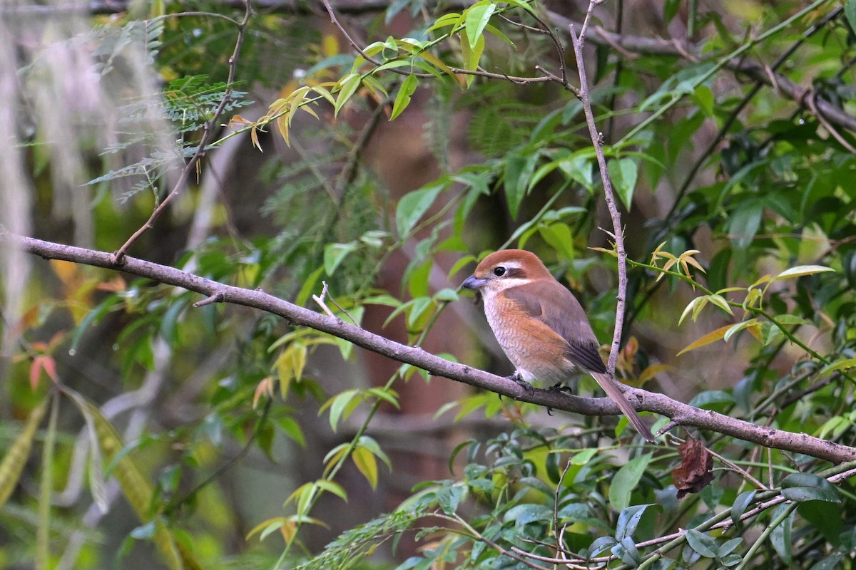 Bull-headed Shrike - ML626742131