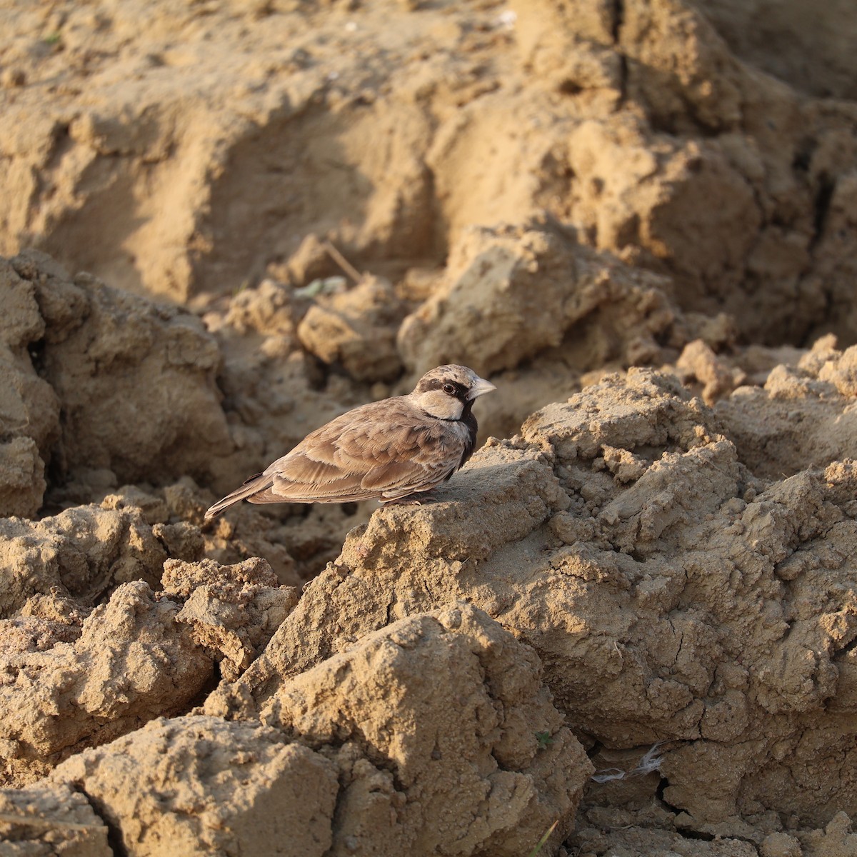 Rufous-tailed Lark - ML626742132