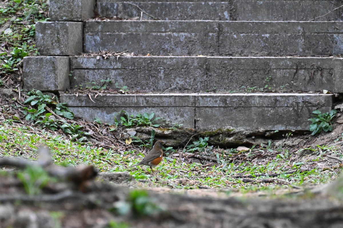 Brown-headed Thrush - ML626742134