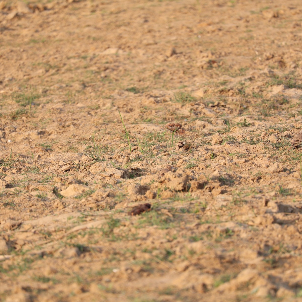 Ashy-crowned Sparrow-Lark - ML626742231