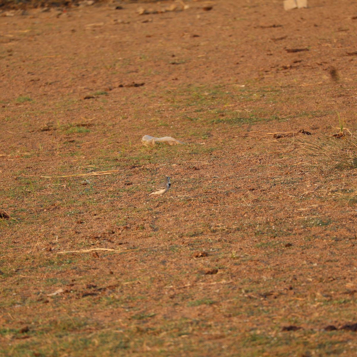 White Wagtail - ML626742260