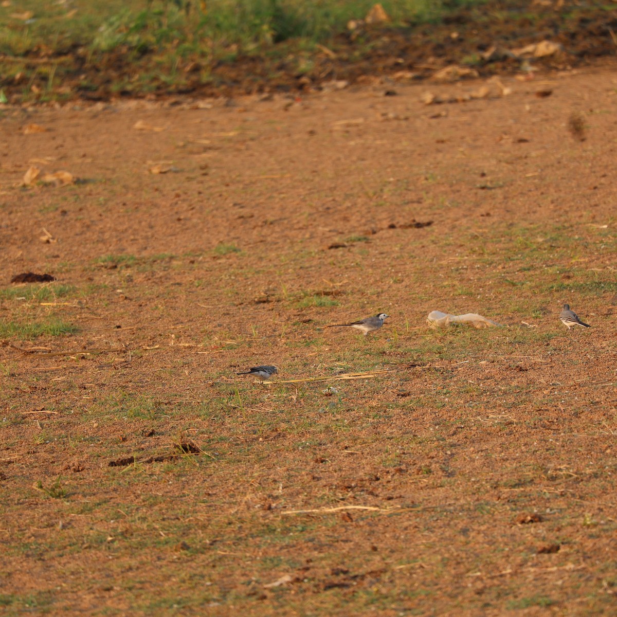 White Wagtail - ML626742308