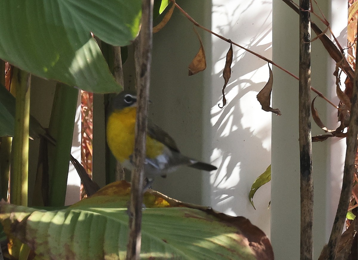 Yellow-breasted Chat - ML626742536