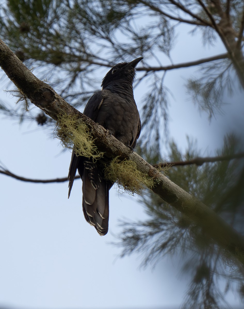 White-crowned Cuckoo - ML626742553