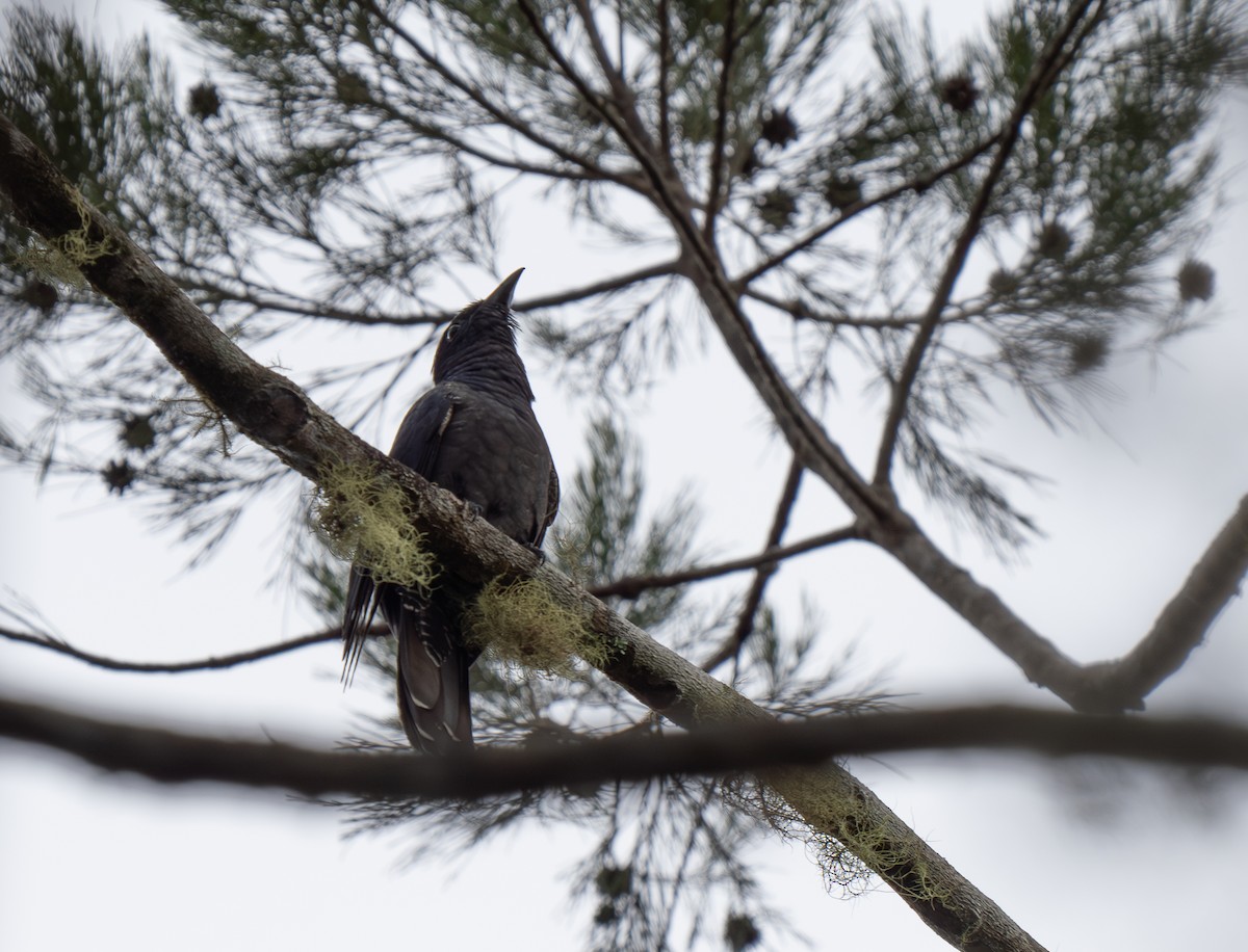 White-crowned Cuckoo - ML626742555