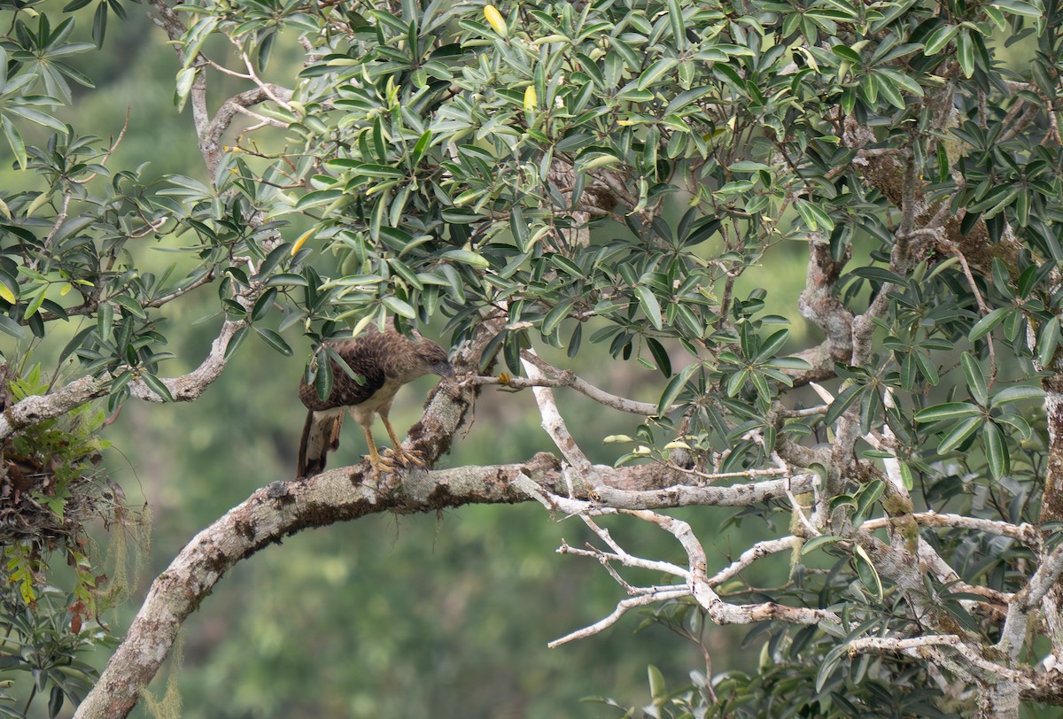 New Guinea Eagle - ML626742564