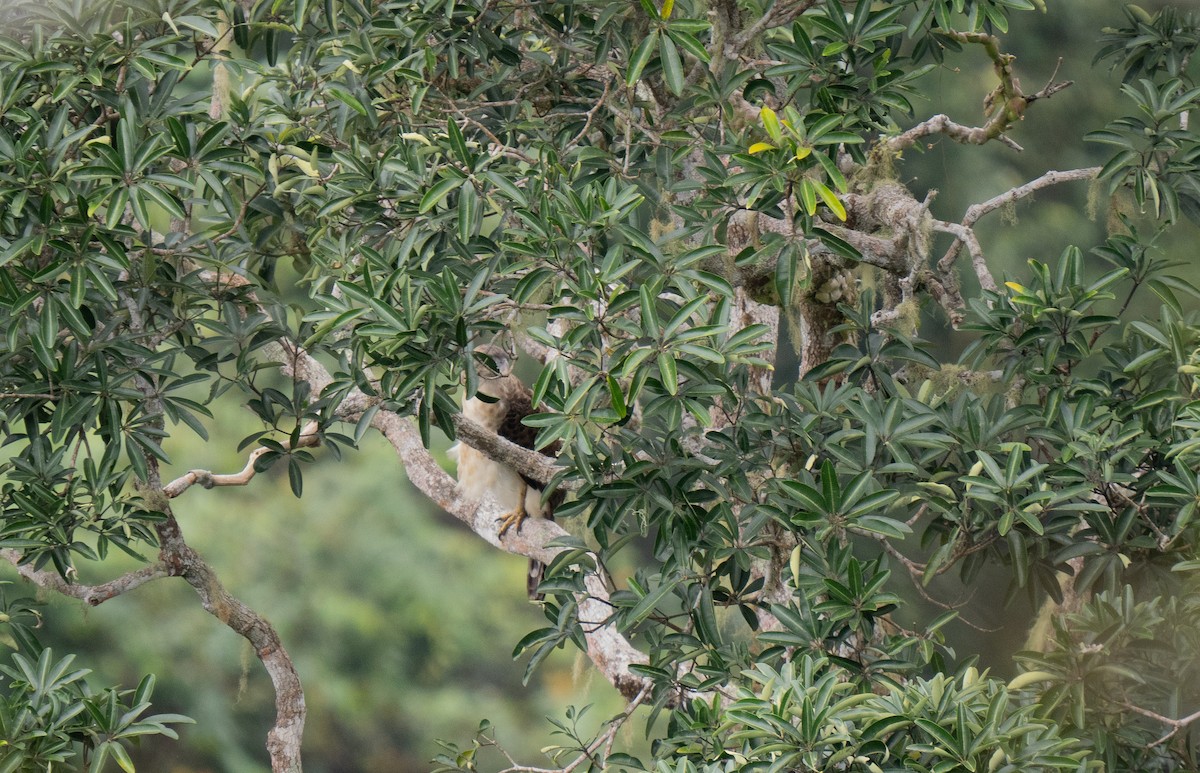 New Guinea Eagle - ML626742565