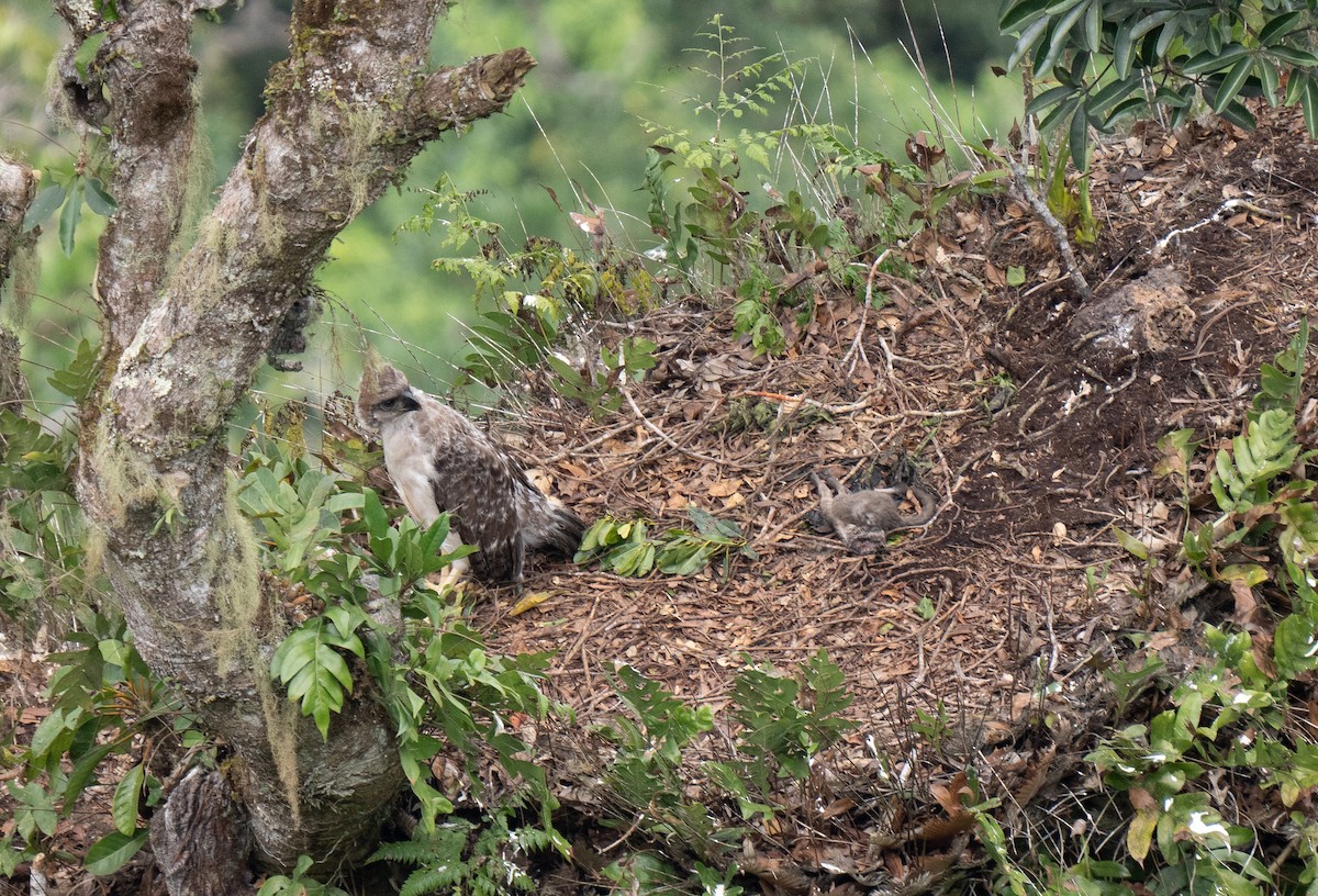 New Guinea Eagle - ML626742566