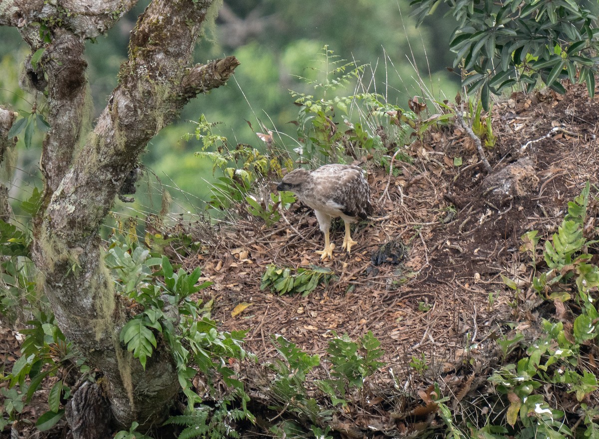 New Guinea Eagle - ML626742567