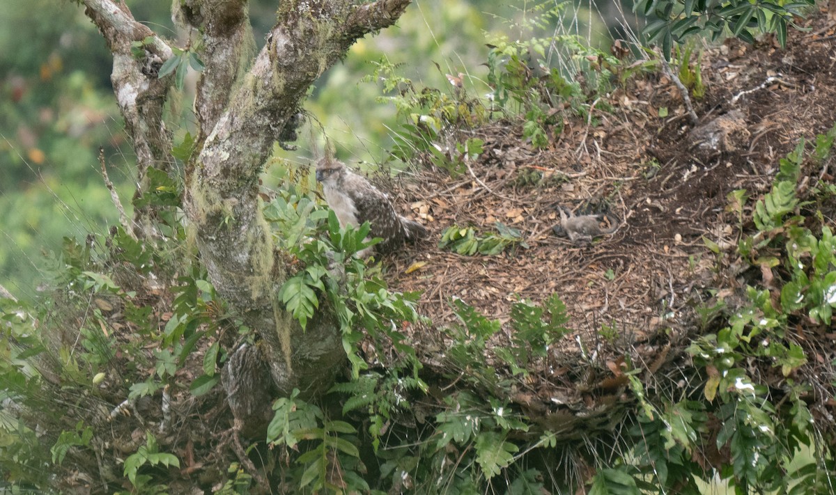 New Guinea Eagle - ML626742568