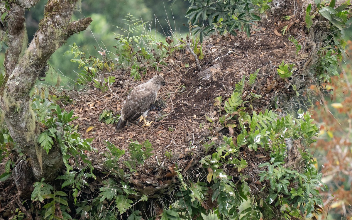 New Guinea Eagle - ML626742569