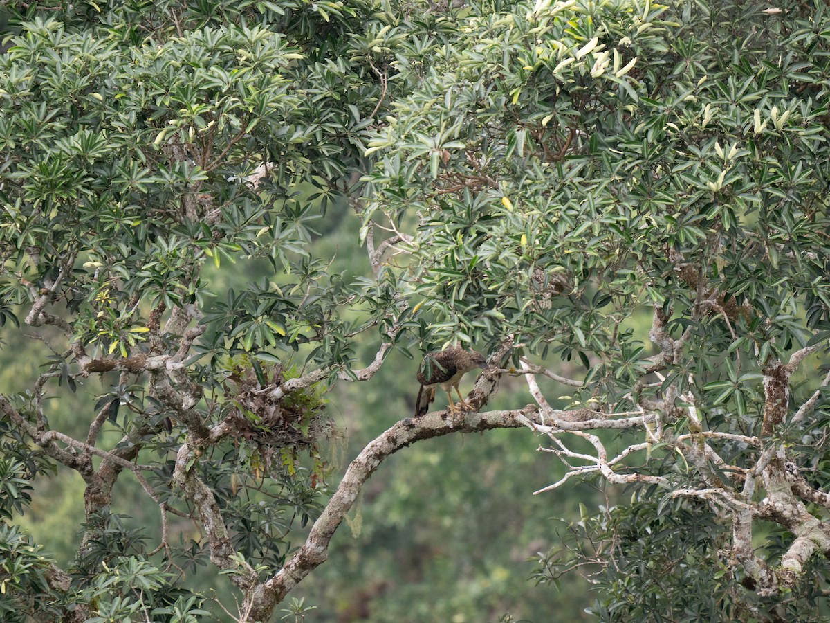 New Guinea Eagle - ML626742570