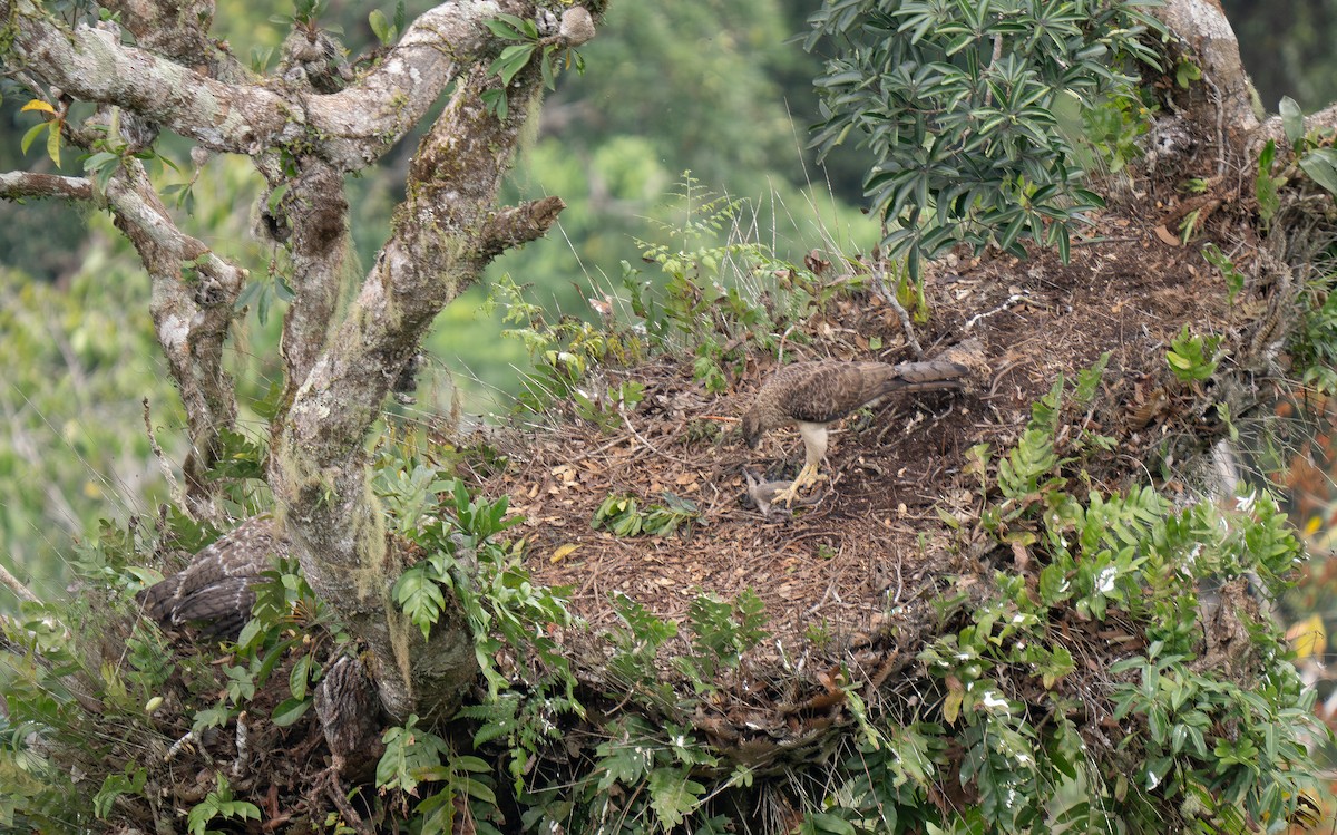 New Guinea Eagle - ML626742571