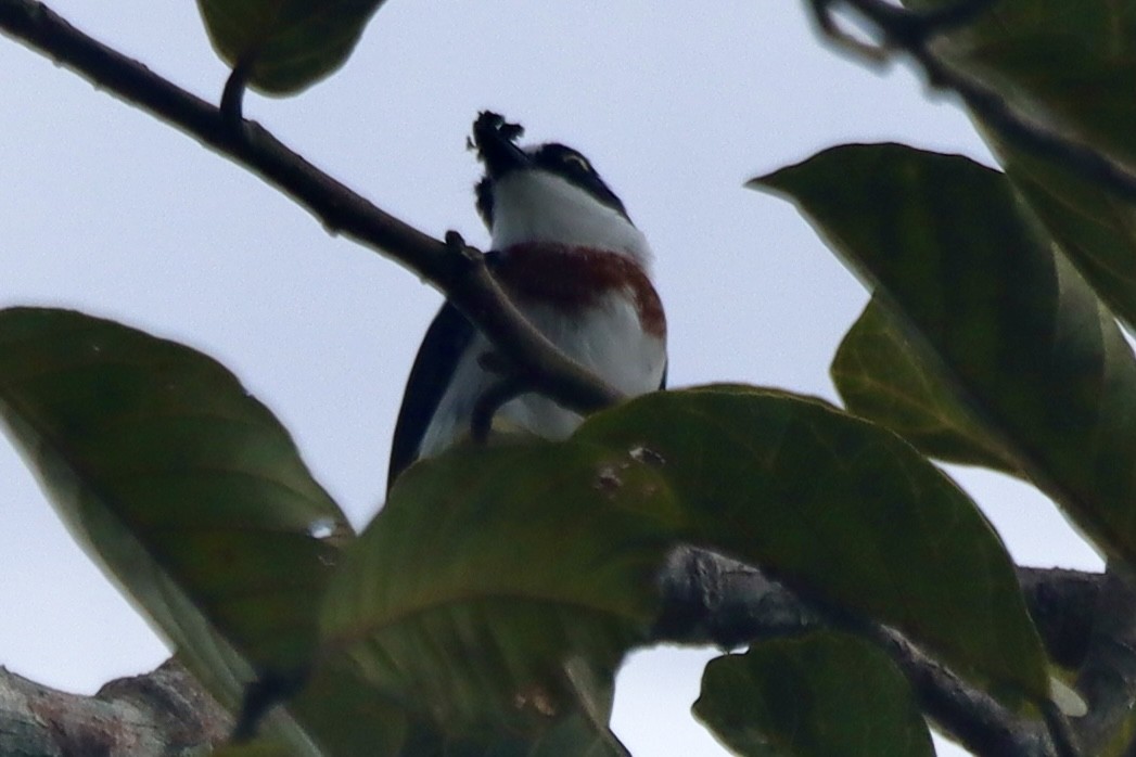 West African Batis - ML626742828