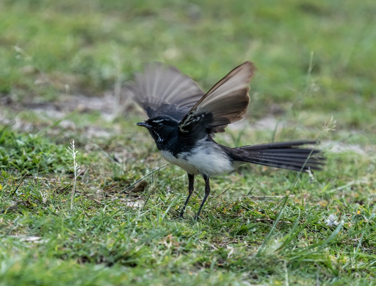 Willie-wagtail - ML626742970