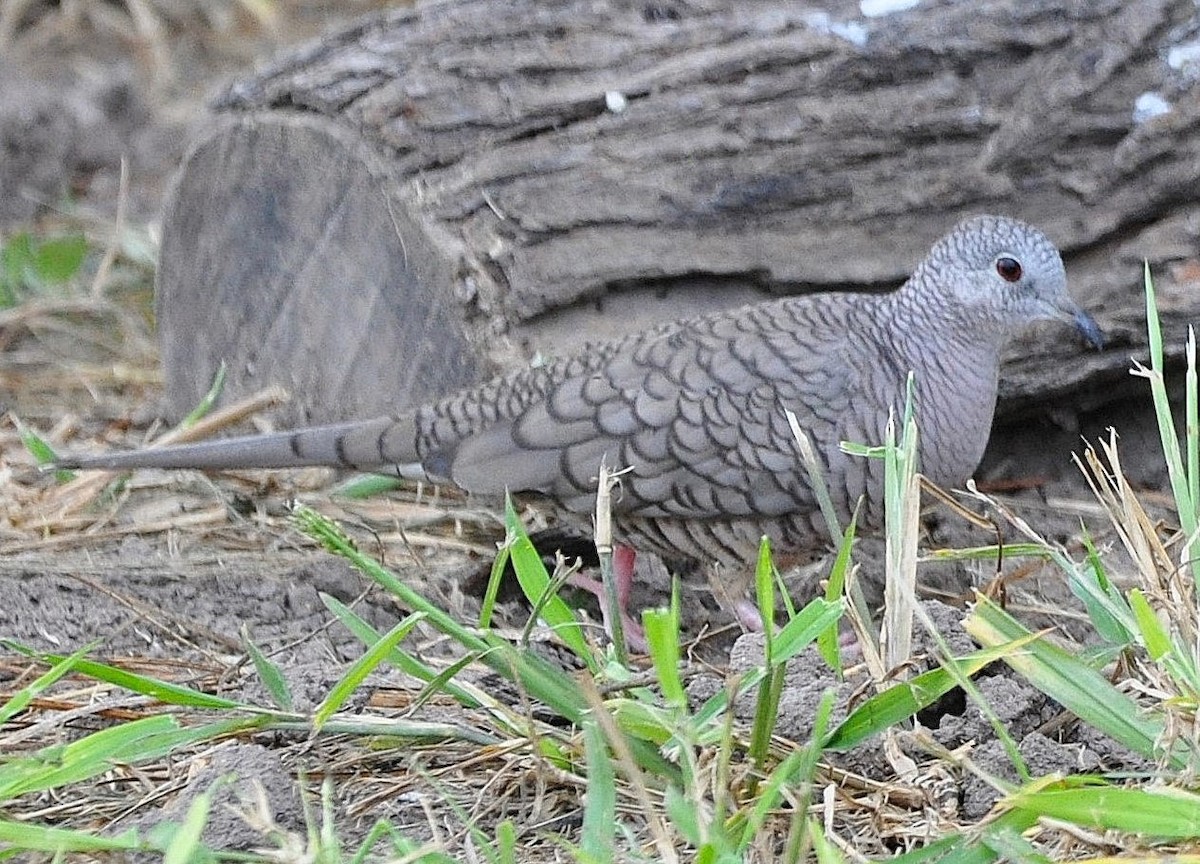 Inca Dove - ML626743110