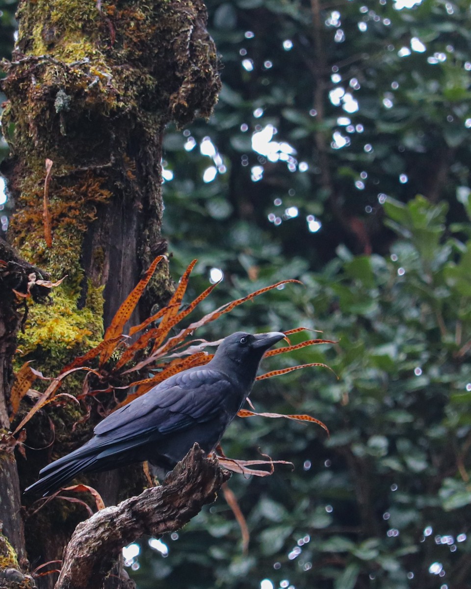 Large-billed Crow - ML626743173